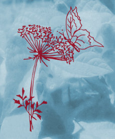 Dreschflegel GbR - Biologisches Saatgut - Logo